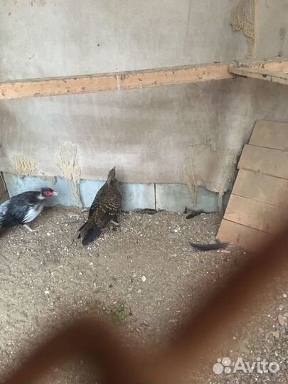 Фазаны непальские, алмазные