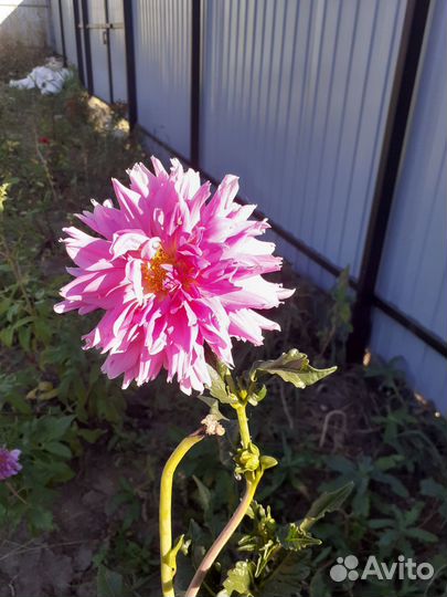 Георгины клубни