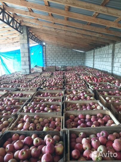Яблоки оптом