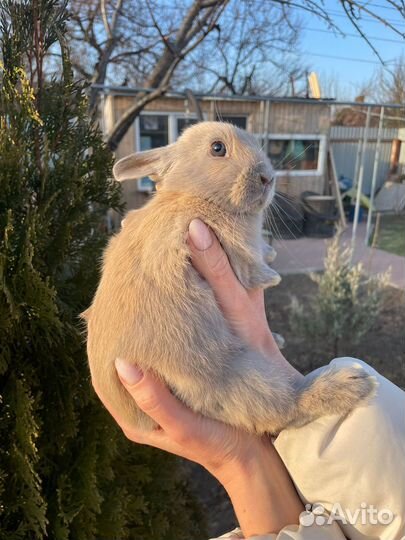 Декоративные кролики