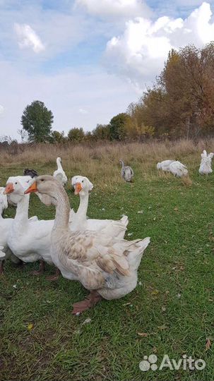 Холмогорские гуси