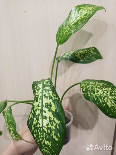 Диффенбахия