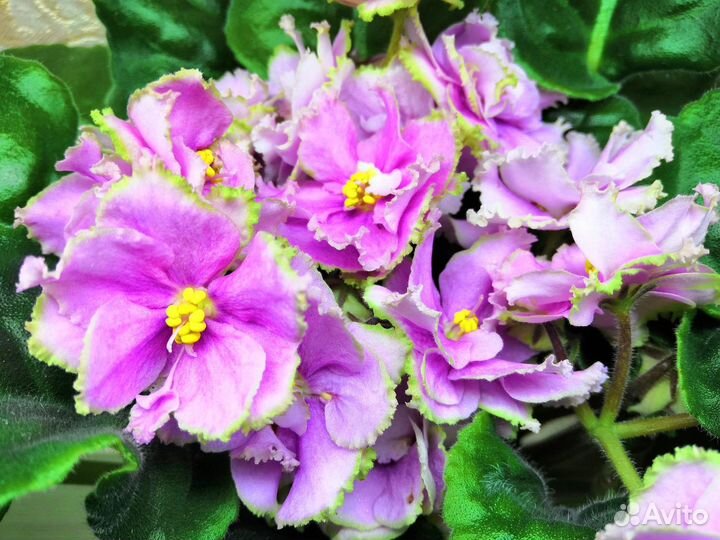 Набор деток сортовых фиалок 10 штук