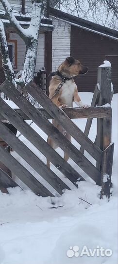 Отдам в добрые руки