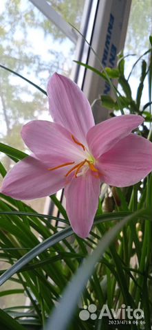 Зефирантес розовый в ёмкости