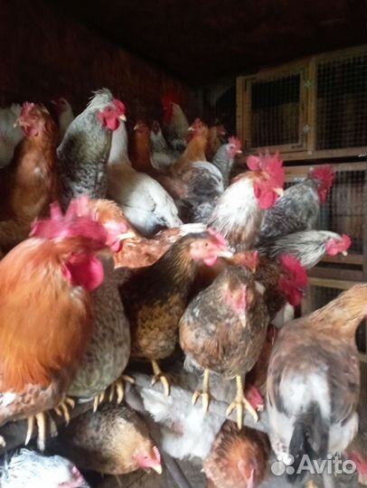 Инкубационное яйцо кур несушек