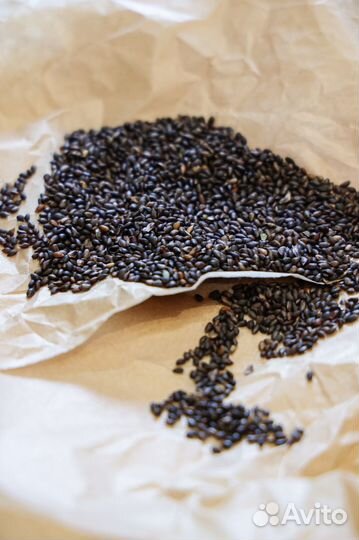 Семена Горной Сосны Мугус