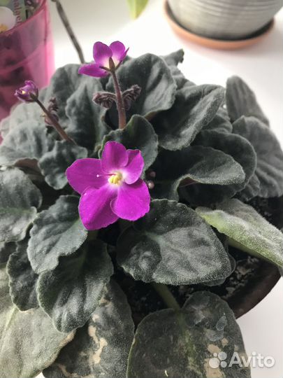 Цветы фиалки