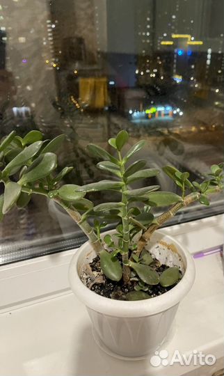 Комнатные растения цветы