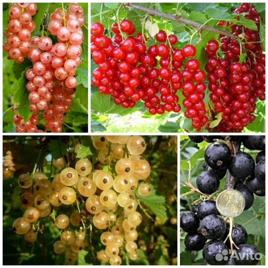 Деревья и кустарники плодовые и декоративные