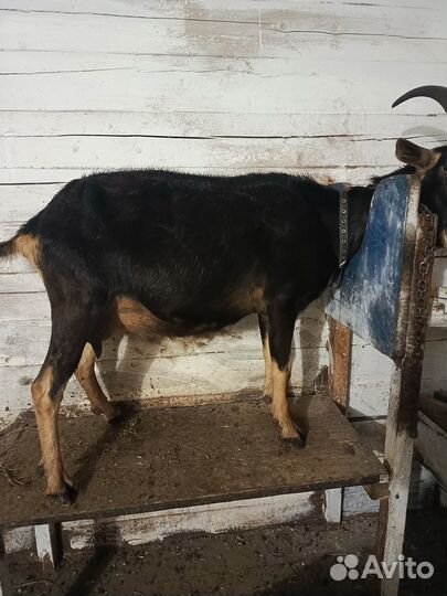 Коза дойная альпийская