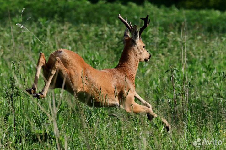 Копченое мясо дикой козы. Деликатес