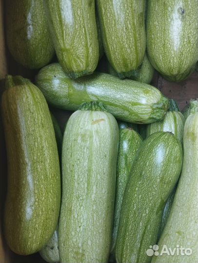Кабачки молодые