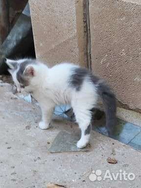 Котёнок мальчик