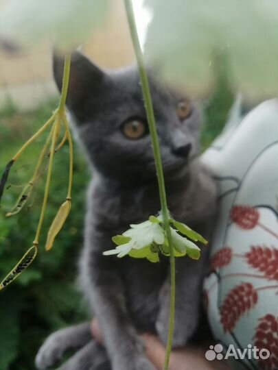 Отдам котенка девочку