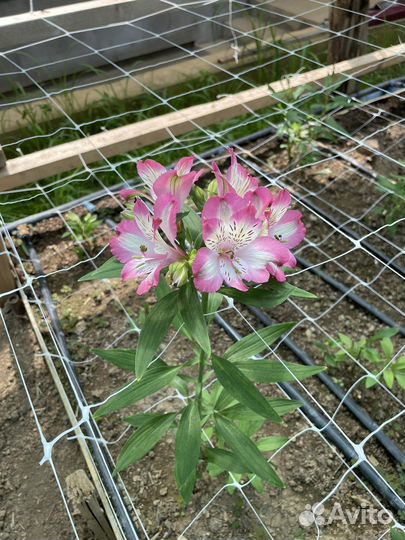 Альстромерия корни