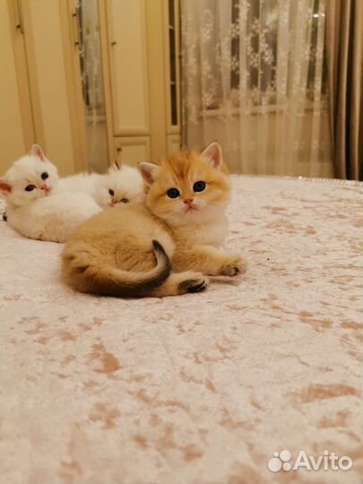Котята золотая шиншилла
