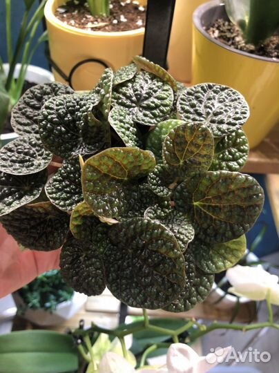 Peperomia Green Bubble/Пеперомия Грин Бабл