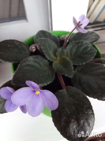Фиалка в горшках