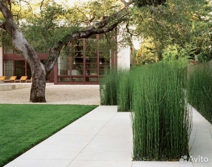 Хвощ зимующий.Саженцы для создания ландшафта