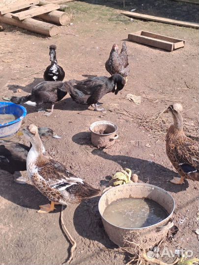 Утки хохлатые