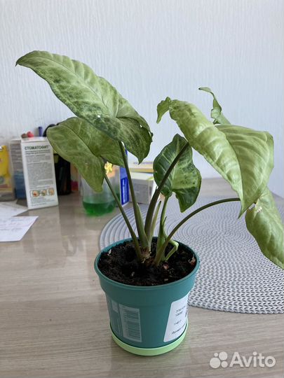 Сингониум White Butterfly