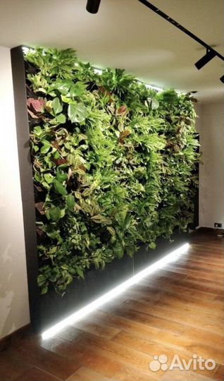 Фито стены из живых растений