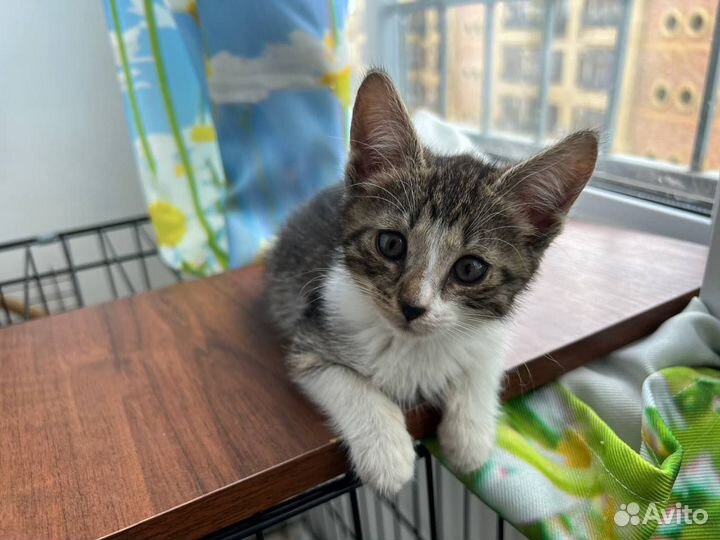 Котенок в добрые руки