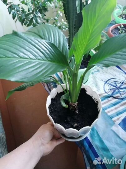 Спатифиллум