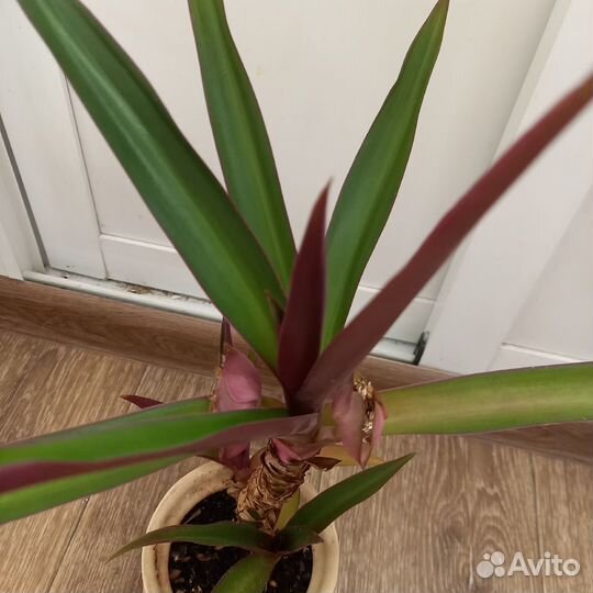 Традесканция разноцветная (Рео, роео)