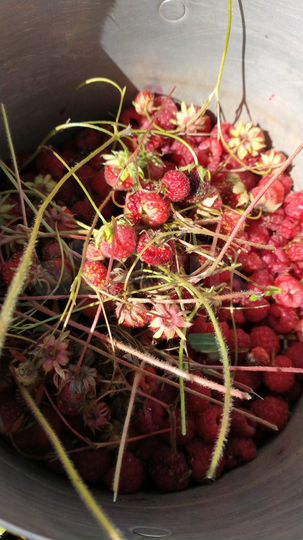 Дом 20,4 м² на участке 15 сот.