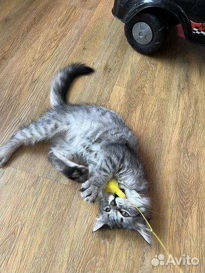 Котик в добрые руки