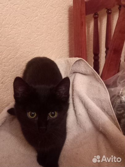 Братцы - Котики