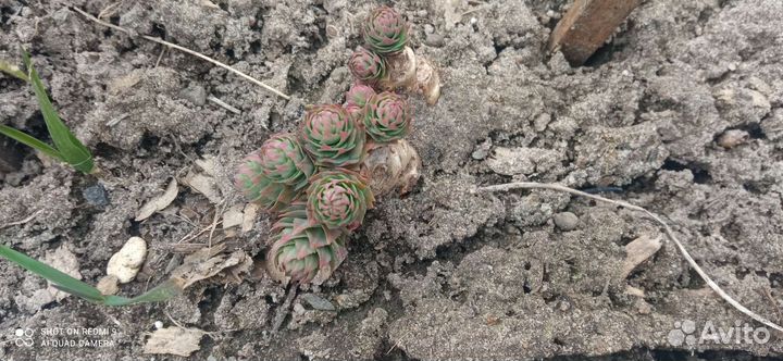 Золотой корень