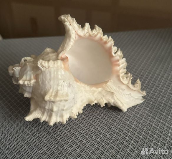 Ракушки для аквариума