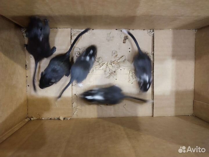 Мышь песчанка