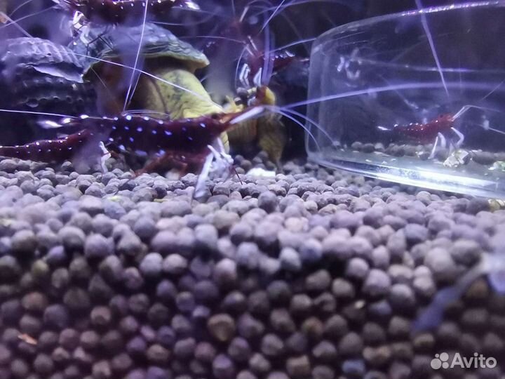 Креветка сулавеси Кардинал