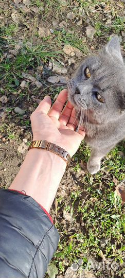 Кошки в добрые руки бесплатно