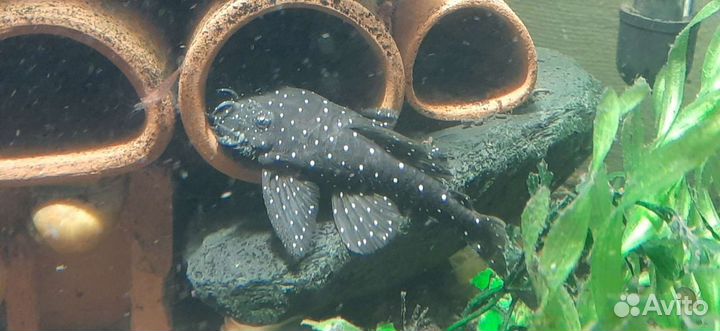 Корм для рыб артемия,мотыль,l сомы,номерные сомы,о