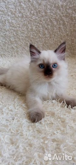 Котик красавчик