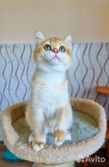 Золотой малыш