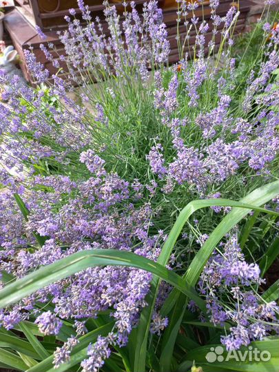 Лаванда