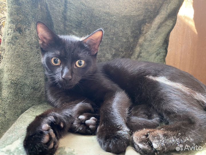 Черный котенок бесплатно