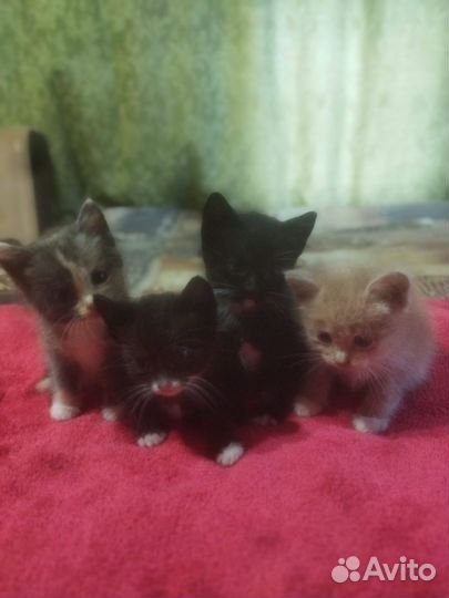 Котята в добрые руки