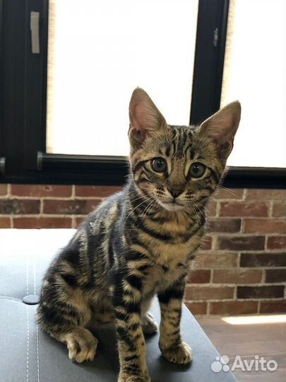 Саванна ф6 сбт