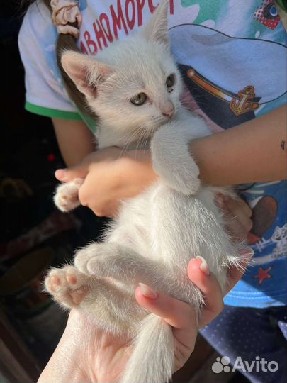 Кошка в дар бесплатно