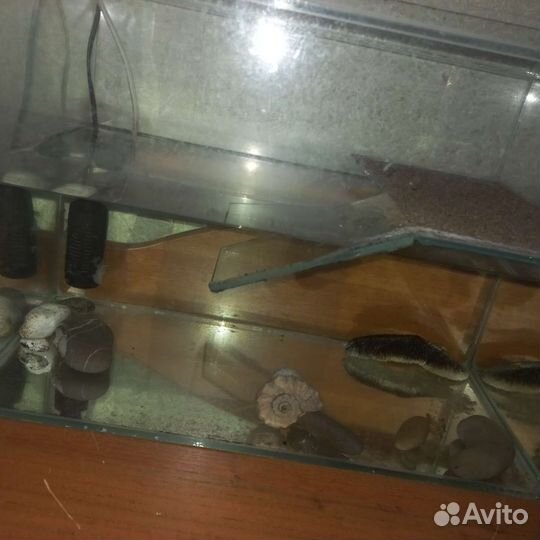 Аквариум для красноухой черепахи