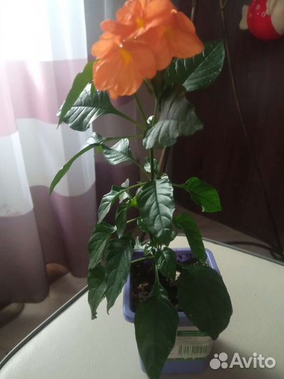 Кроссандра оранж