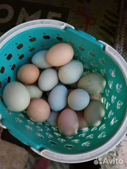 Инкубационное яйцо пасхальных кур