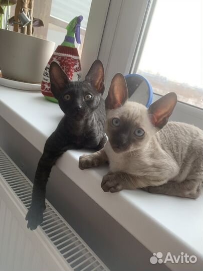 Корниш рекс